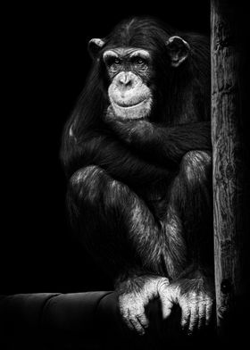 Dark Chimpanzee