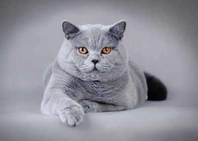 British shorthair cat