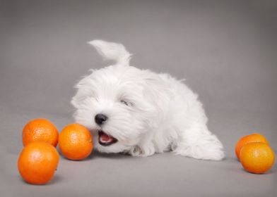 Maltese puppy