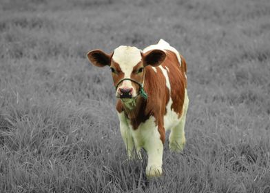 Calf in a Field