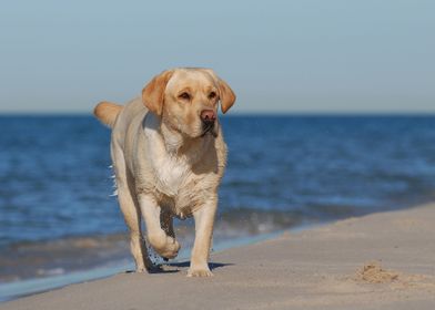 Labrador on the beach