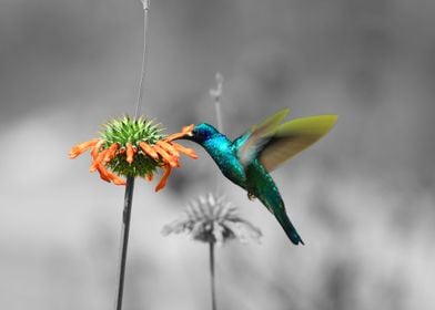 Hummingbird Next to Flower