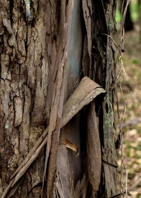 Dry Bark Nature