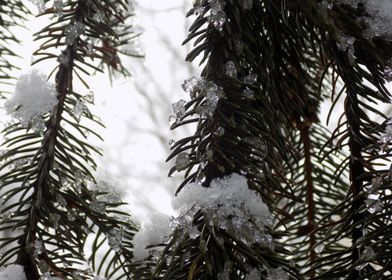 The Winter Spruce