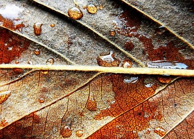 Raindrops on leaf 