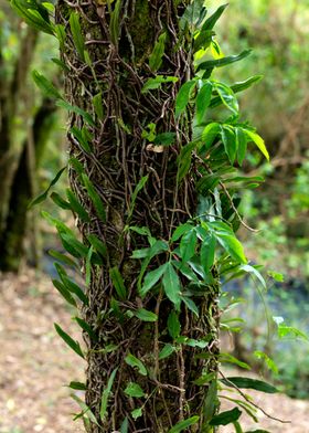 Parasites Leaves Bark