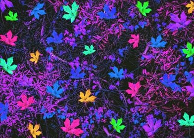 colorful maple leaves