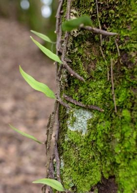 Bark Sprouts Fresh