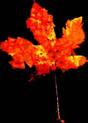 orange maple leaf