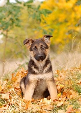 German Shepherd dog puppy