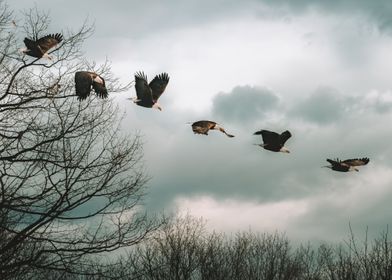 American Bald Eagle 