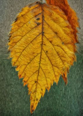 Solo Yellow Leaf
