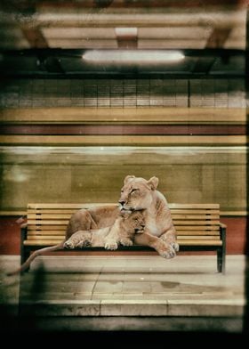 Urban Lion