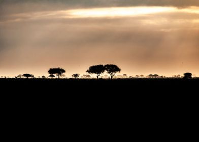 Sunrise in the savannah