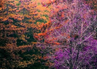 tree in the forest