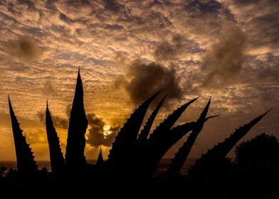 Sunrise Yucca