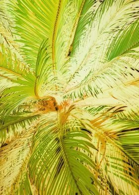 green palm leaves texture