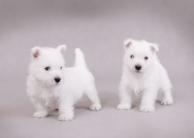 Two Westies 2