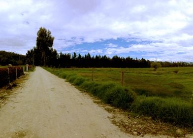 Road landscape