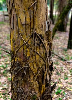 Parasite Bark Forest