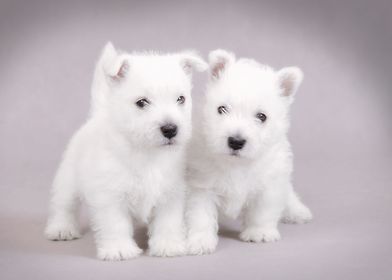 Two Westies