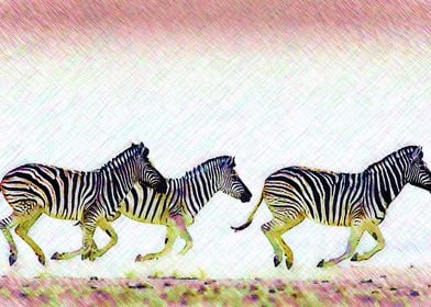 Zebra