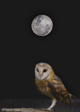 Owl Moon 