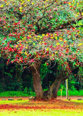 tropical tree in Kauai