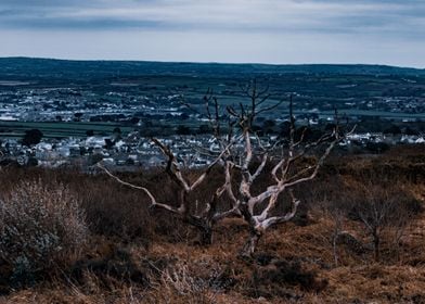 Eerie Tree