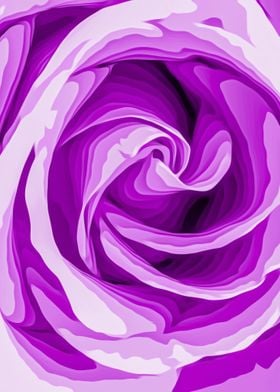 closeup purple rose