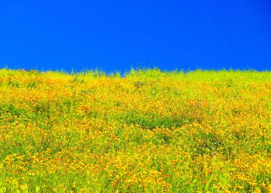 poppy flower field