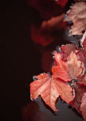 Coral Fall Leaves on Black