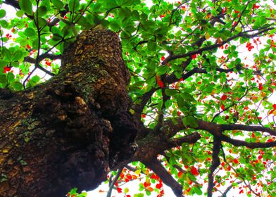 big tropical tree in Kauai