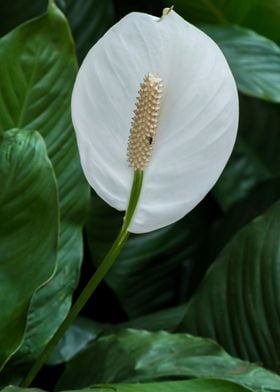 Peace Lily