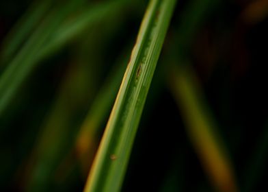 A blade of grass