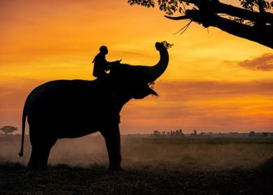 Mahout and Elephant