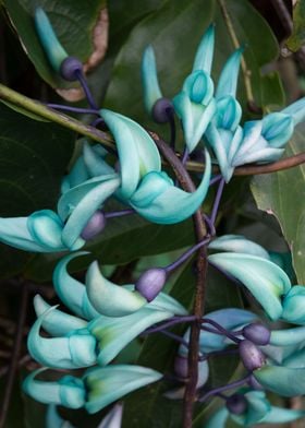 Hawaiian Blue Wild Flower