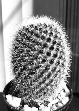 cactus in black and white