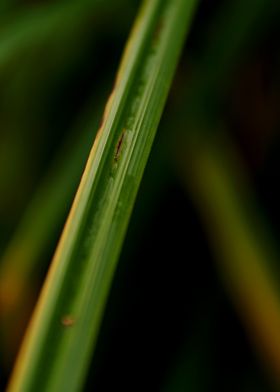 A blade of grass