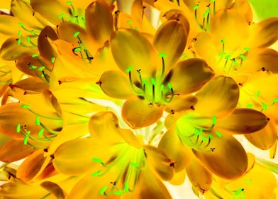 closeup yellow flowers