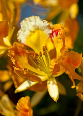 Yellow Flamboyant Flower