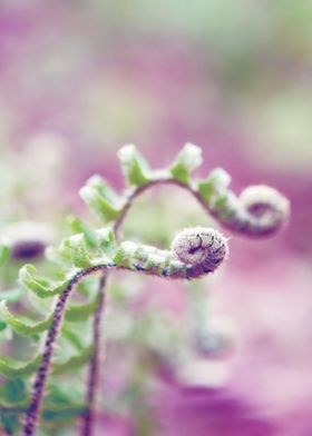 Ferns in Green and Purple