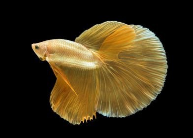 Golden Halfmoon Betta Fish