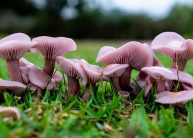 Pink Mushrooms