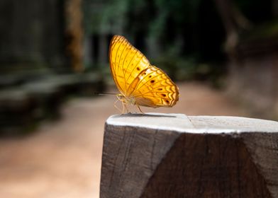 Butterfly on wood pillar