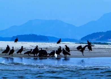 Vultures and Egret