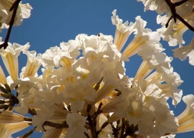 White Ipe Blossoms