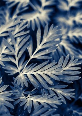 Navy Blue Leaves