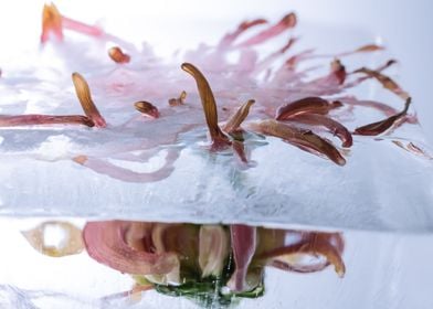 Chrysanthemum in ice 2