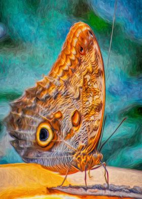 Owl Butterfly on Feeder